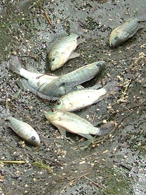 fish and pond